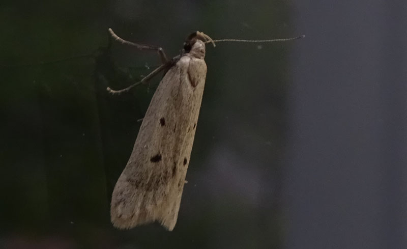 Acompsia cfr. maculosella - Gelechidae